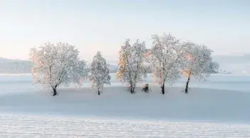 Snow covered trees