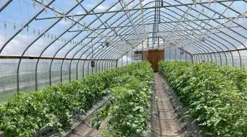 inside a large greenhouse