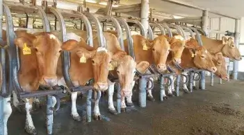 a line of dairy cows