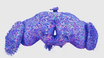 An image of a brain of a fruit fly