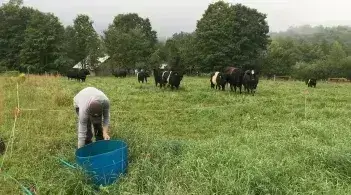 person in a pasture with cows