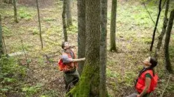 Two forestry faculty looking at a tree