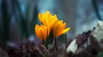 yellow crocus