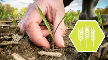 A hand at ground level near a seedling