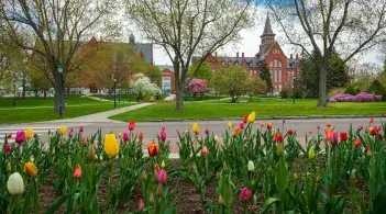 Campus Tulips