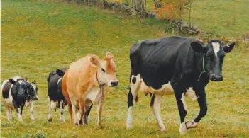cows
