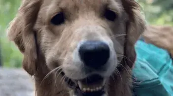 Hazel the Golden Retriever