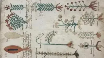 a historical illustrated manuscript with plant drawings and handwritten text