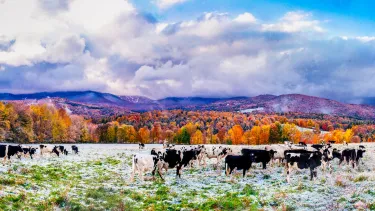Vermont vista showing cows in pasture after light snowfall with foliage covered mountains in the background.