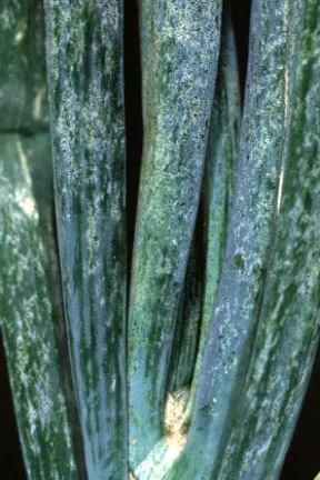 Onion thrips damage close-up