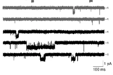 Diagram of electrophysiology measurements of membrane channel activity in brain capillaries.
