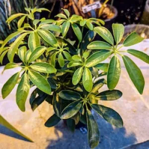 Schefflera plant