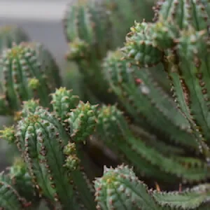 Cactus photo