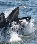 Whales