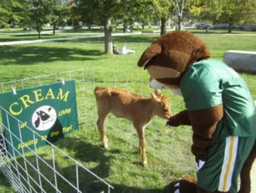 Rally Cat and a Calf 