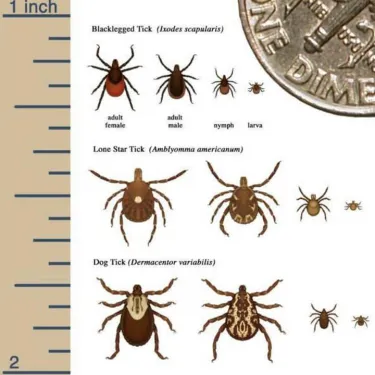 Different kinds of ticks beside a dime and a 1-inch ruler