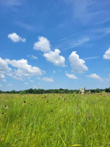 Field of green grass with blue cloudy sky above