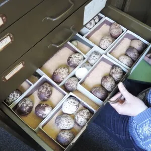 large mottled eggs in boxes in a cabinet drawer
