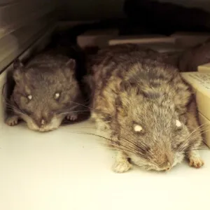 mouse specimens look out through sightless eye holes