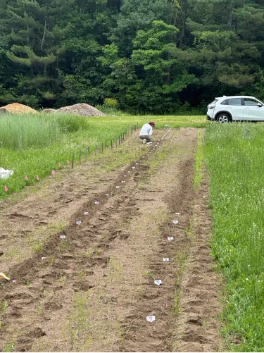 Planting mung bean summer 2024 at HREC.