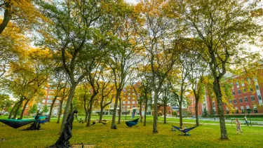 UVM hammocks