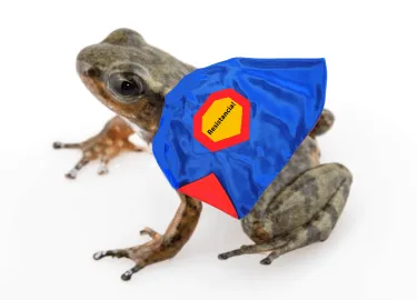 Rocket frog wearing a superhero cape