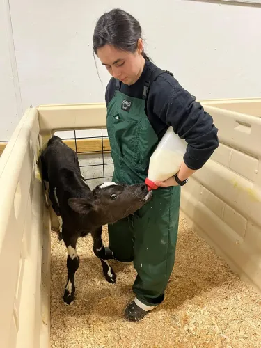 Graduate student feeds a calf milk replacer