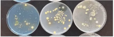 Image 3: Evaluations for bacterial seedborne pathogens after 3 to 5 days of growth on three different types of media (left to right). 