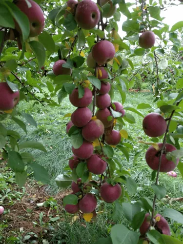 Apples growing on the trees