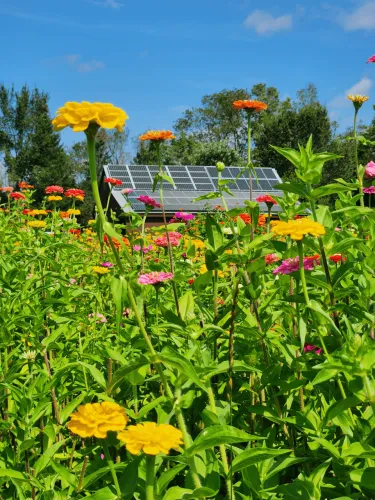Flowers in front of solar panels on a farm