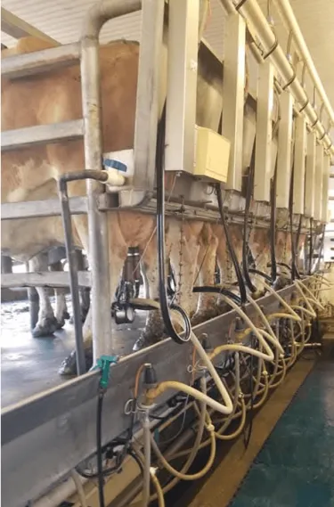 Cows in a milking parlor.
