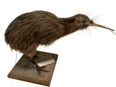 a taxidermy kiwi bird