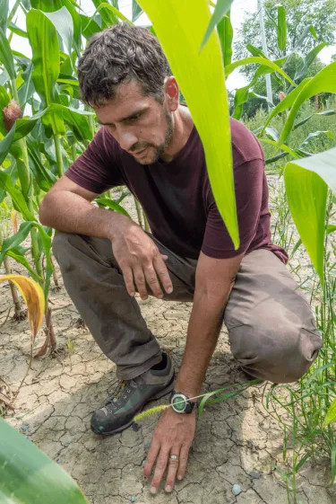 A man in a corn field