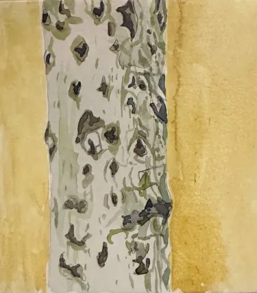 a painting of a beech tree, painted by Rowan.