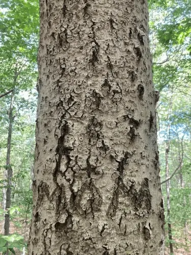 a tree with beech bark disease.