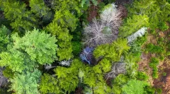 view from a forest