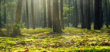 a forest with a mossy ground