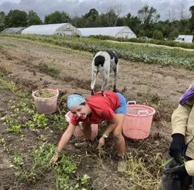 Kellianne harvesting at the farm