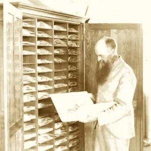 Cyrus Pringle looking in an herbarium cabinet of specimens