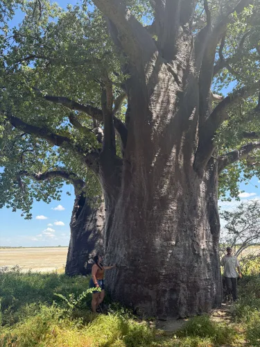 Reese Widowski stands beneath a large baobob tree in Botswana