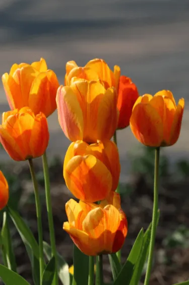 tulips