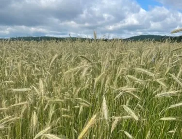 grains in field
