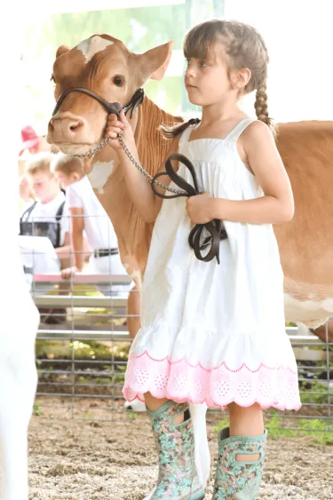 Young girl with her show calf