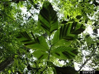 A photograph of beech leaf disease on a branch.