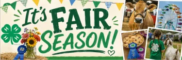 fair season decorative graphic