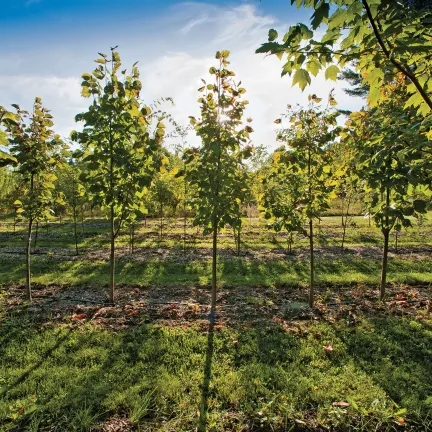 apple orchard at UVM