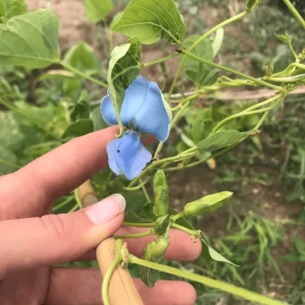 Pea with blue flower
