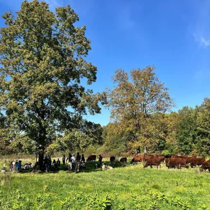 Grazing cows at Bread and Butter Farm