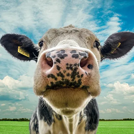 a cow looking down at the camera, standing under a big sky