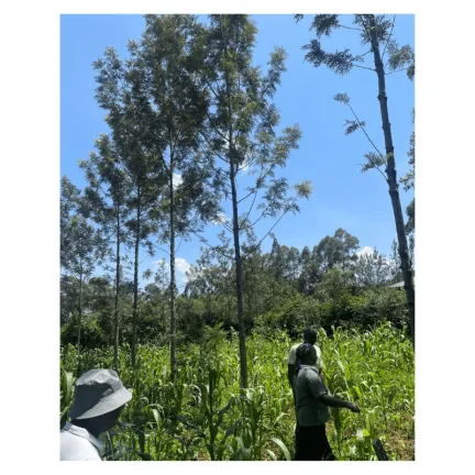 Agroforestry in kenya